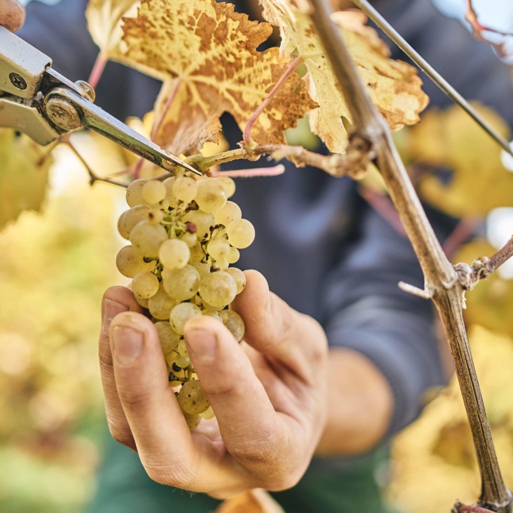 Handlese Riesling